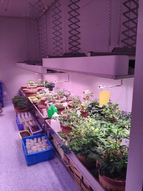 植物補光燈